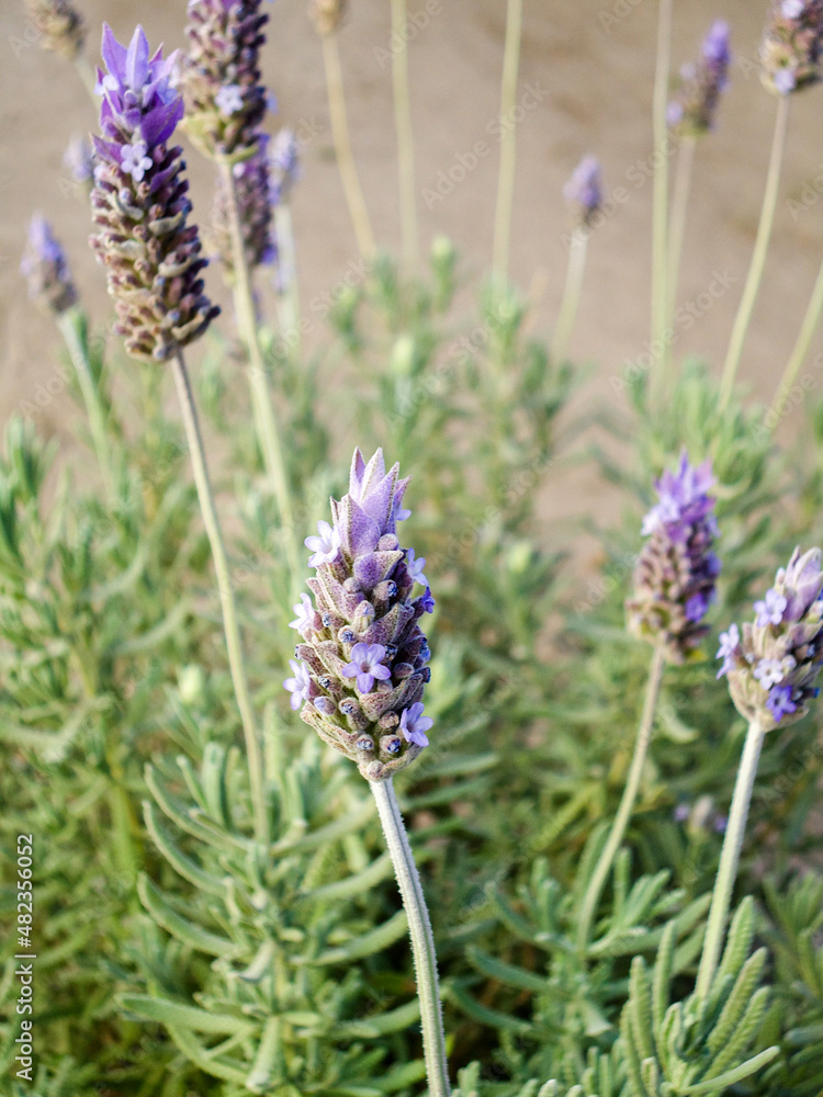 Obraz premium beautiful lavender purple blossom closes up in summer