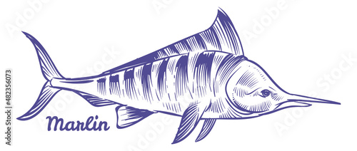 Marlin icon. Swordfish in hand drawn style. Sailfish sketch