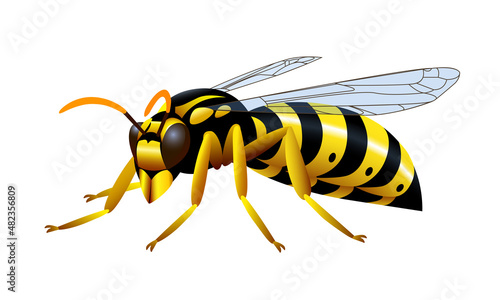 Yellow striped common wasp, a poisonous insect, a symbol of danger, for a logo or emblem. Color vector illustration isolated on a white background in the style of clipart and cartoon.