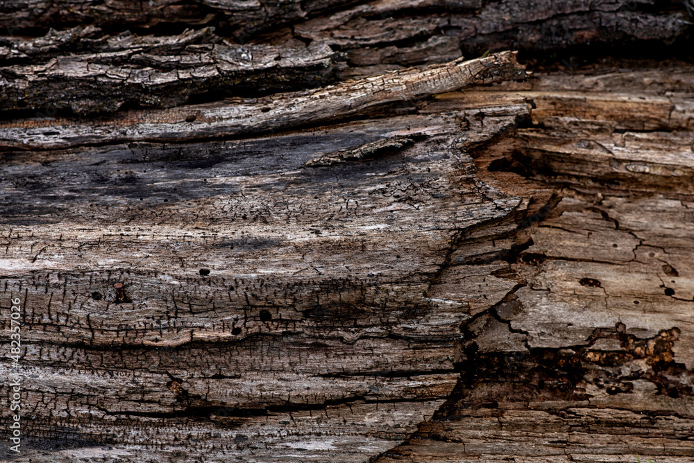 Brown dark wood rotten texture for background. Brown dark wood rotten texture for background.