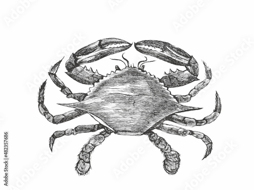 Atlantic blue crab or Callinectes sapidus. Doodle sketch. Vintage vector illustration.