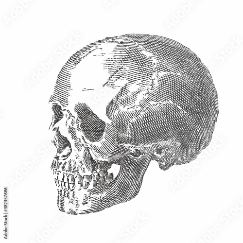 Human Skull. Line engraving. Doodle sketch. Vintage vector illustration.