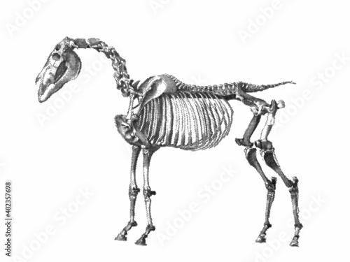 Skeleton of a horse. Vintage vector illustration. Halftone style.