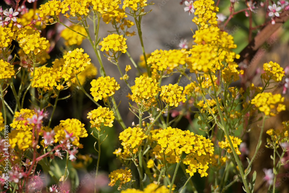 Summer flowers; Bright yellow Alyssum flowers, Aurinia saxatilis, blooming in an English rock garden Summer flowers; Bright yellow Alyssum flowers, Aurinia saxatilis, blooming in an English rock garden