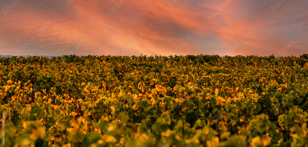 custom made wallpaper toronto digitalFrench Vineyards Sunset