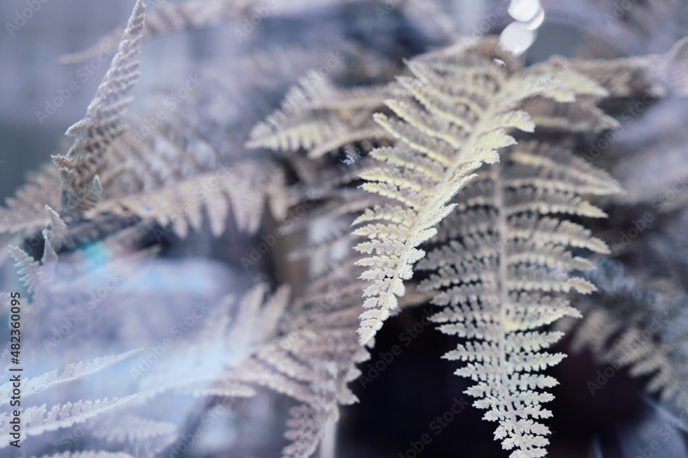 Grey fresh leaves of fern.