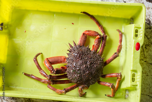 spider crab in a box, freshly caught and waiting to be sold at the port. photo