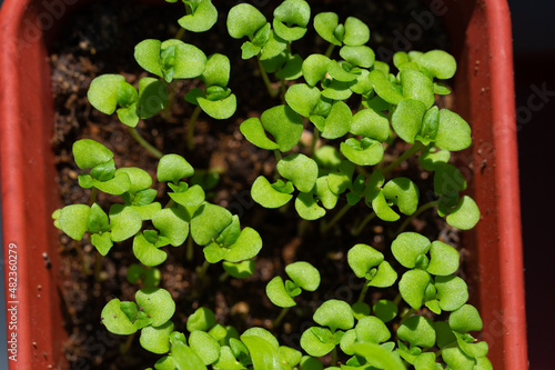 Basil sprouts in the ground and leaves close-up. Young green basil seedlings. Growing greenery at home on the window. Microgreen in a pot. Home garden, greenhouse.