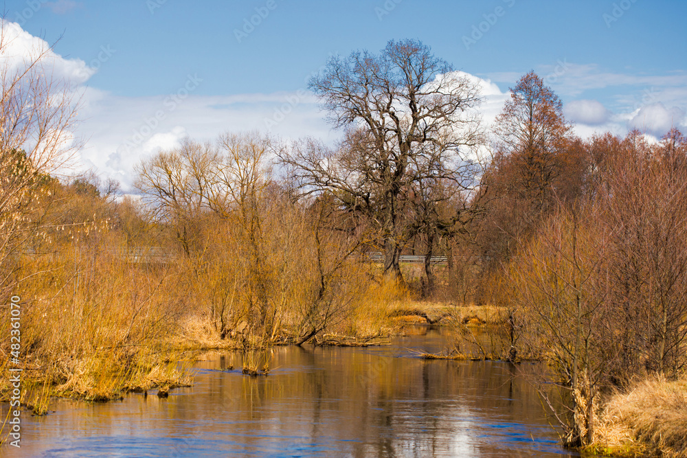 Fototapeta premium Spring in Belarus. Dry yellow grass, blue sky reflecting in the river. Warm pleasant april sunny day country side photo