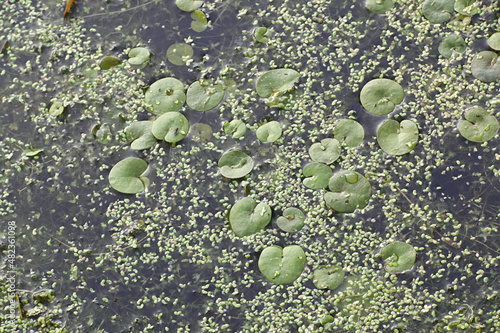 Frogbit, also known as European Frog-bit or European Frog’s-bit, wild free-floating water plant from Finland photo