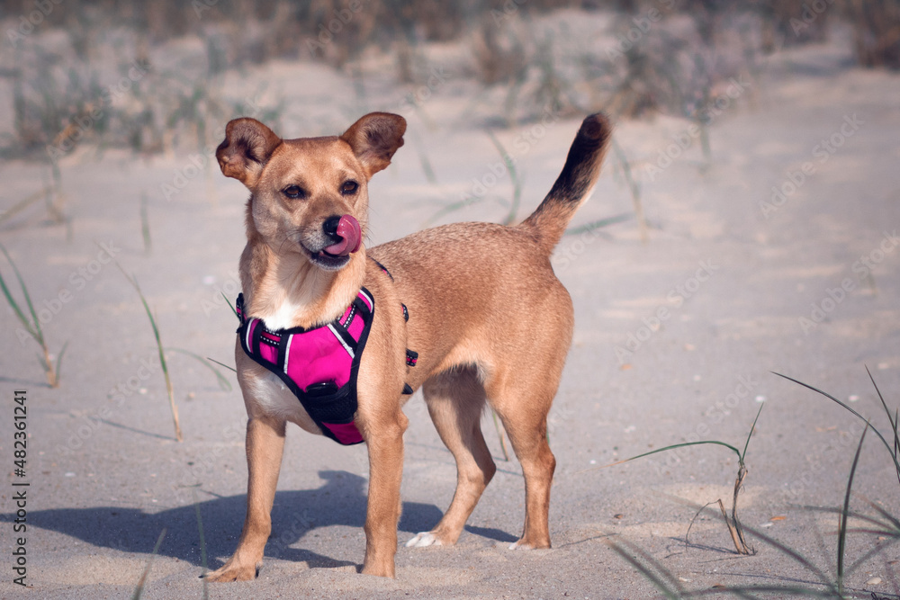 Mixed-breed dog in a pink harness standing on a sandy dune at the beach with the tongue out licking its nose to sharpen the sense of smell