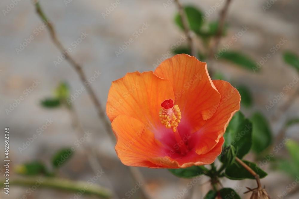 Beautiful of hibiscus orange tropical flowers Beautiful of hibiscus orange tropical flowers
