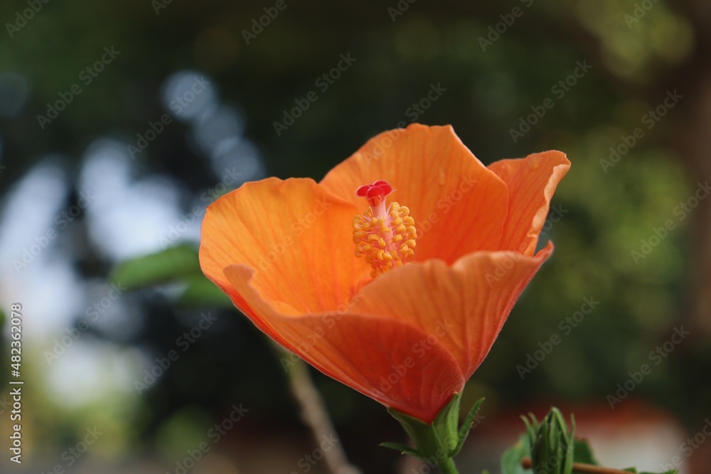Beautiful of hibiscus orange tropical flowers