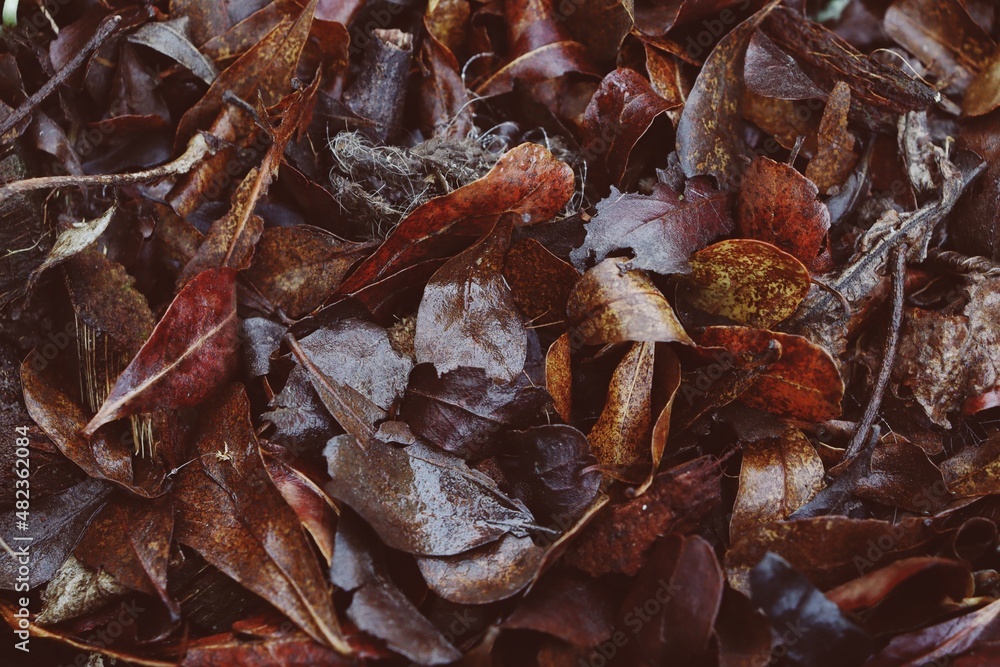 Beautiful of brown dried leaves background Beautiful of brown dried leaves background