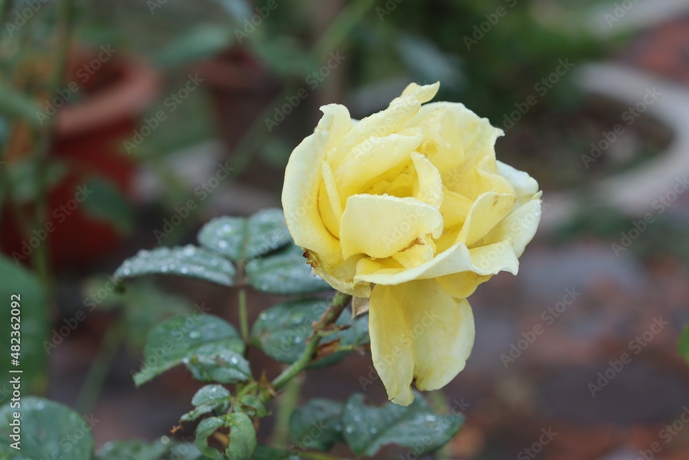 Beautiful of yellow rose flower and green leaves Beautiful of yellow rose flower and green leaves