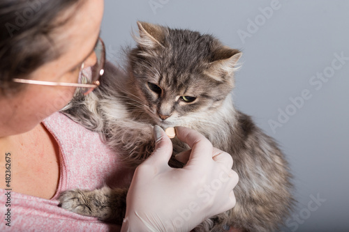 Deworming in pets. Bread a pill for cat. Sickness of hope pets. photo