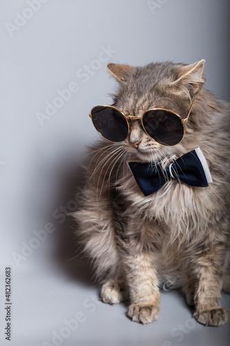 Fancy grey cat. Cat with bow tie and sunglasses.