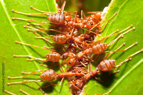 Red ants helping to build nest