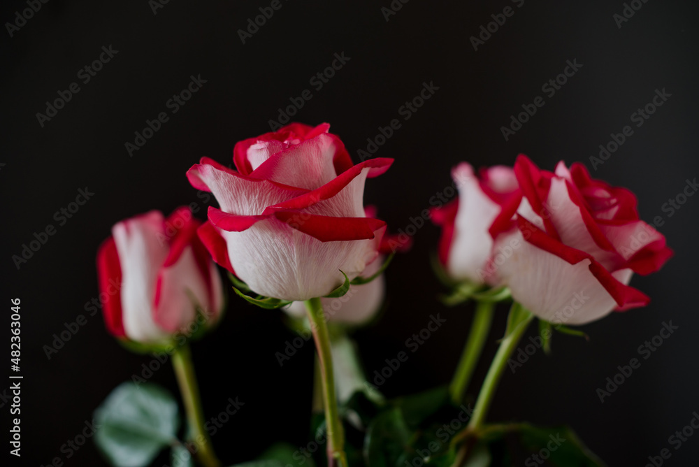 Bouquet of red roses on a dark background. Bouquet of red roses on a dark background.