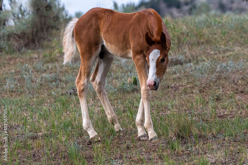 Wild horses in Theodore Roosevelt NP, North Dakota