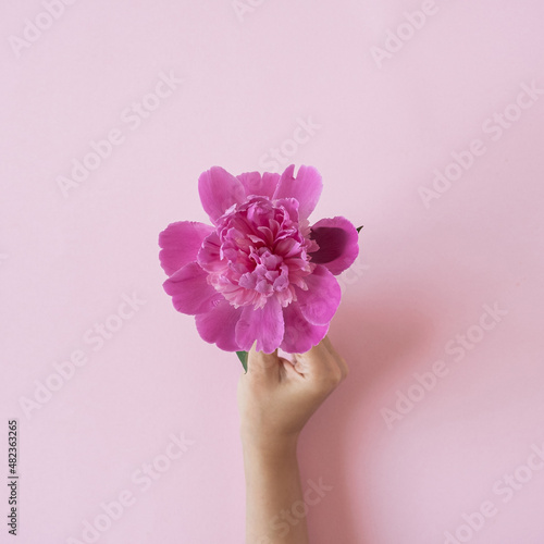 Fototapeta Naklejka Na Ścianę i Meble -  Female hand holding pink peony flower on pink background. Aesthetic minimal creative floral concept