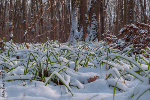 green grass under the snow in the winter forest