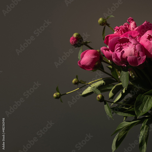 Fototapeta Naklejka Na Ścianę i Meble -  Pink peony flowers bouquet on black background. Minimalist elegant aesthetic floral composition