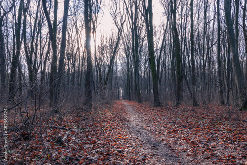 a forest road in the autumn forest in the morning