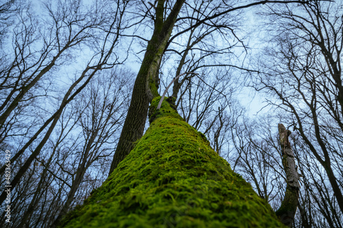 a fallen tree clings to a neighbor and tries to move on