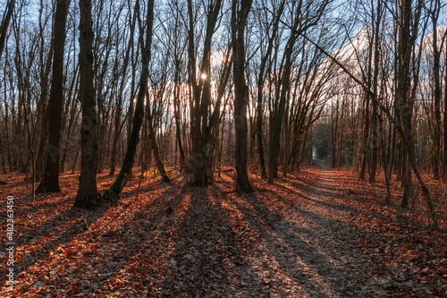 the autumn forest casts shadows from the sun