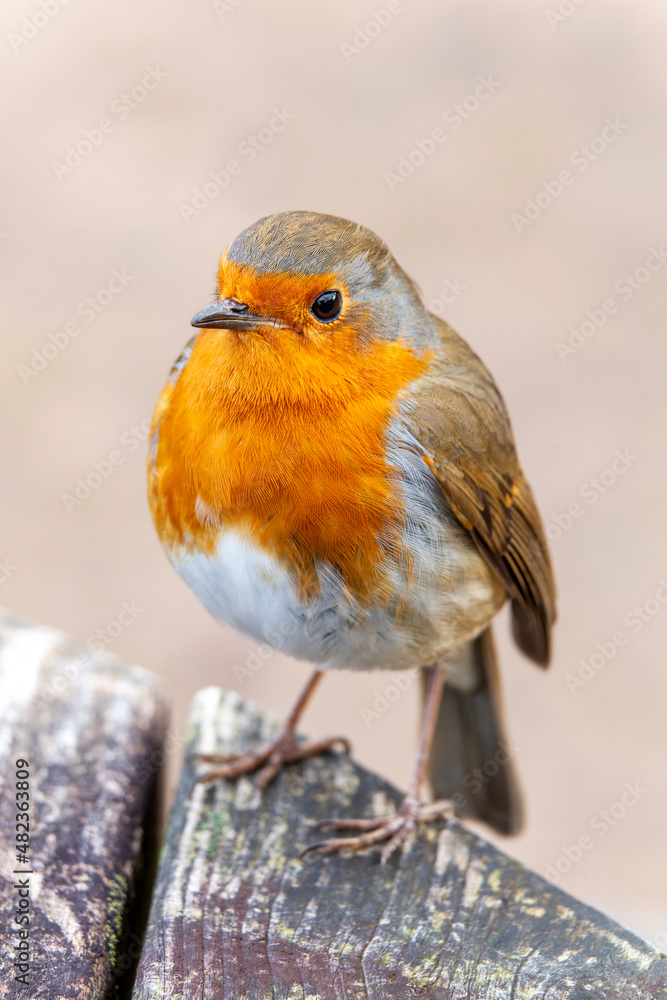 Robin redbreast ( Erithacus rubecula) bird a British European garden songbird with a red or orange breast often found on Christmas cards, stock photo image Robin redbreast ( Erithacus rubecula) bird a British European garden songbird with a red or orange breast often found on Christmas cards, stock photo image