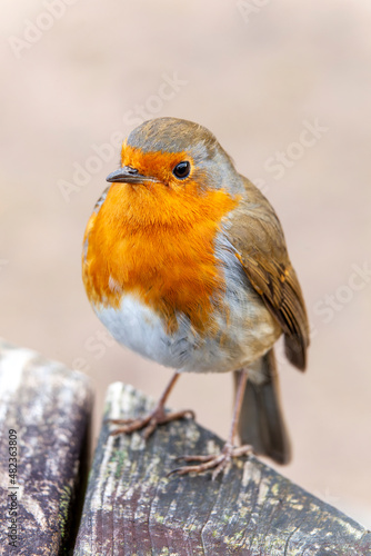 Robin redbreast ( Erithacus rubecula) bird a British European garden songbird with a red or orange breast often found on Christmas cards, stock photo image © Tony Baggett