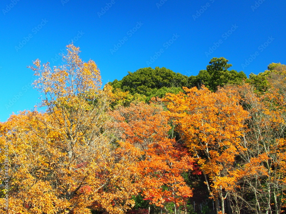 Naklejka premium 黄葉のコナラのある冬の森と青空