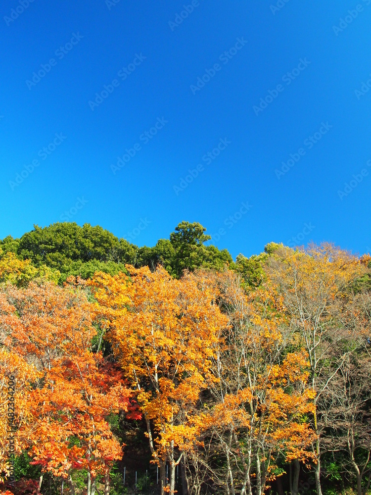 黄葉のコナラのある冬の森と青空