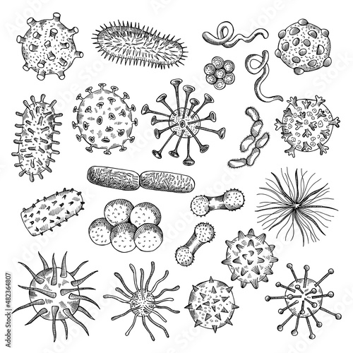Bacteria sketch. Drawing viruses biological closeup cells covid type of bacteria medical concept illustrations recent vector doodle pictures set