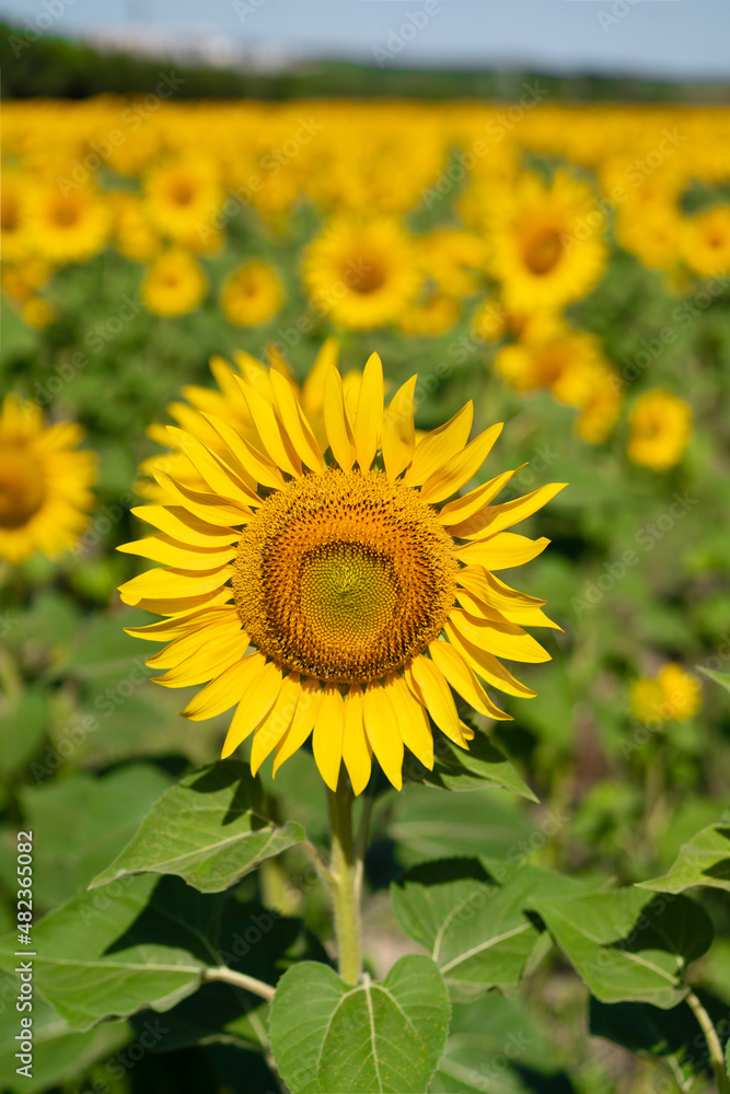 Sunflower against blu sky natural background. Sunflower is blooming. Close-up of agricultural field with yellow sunflower.