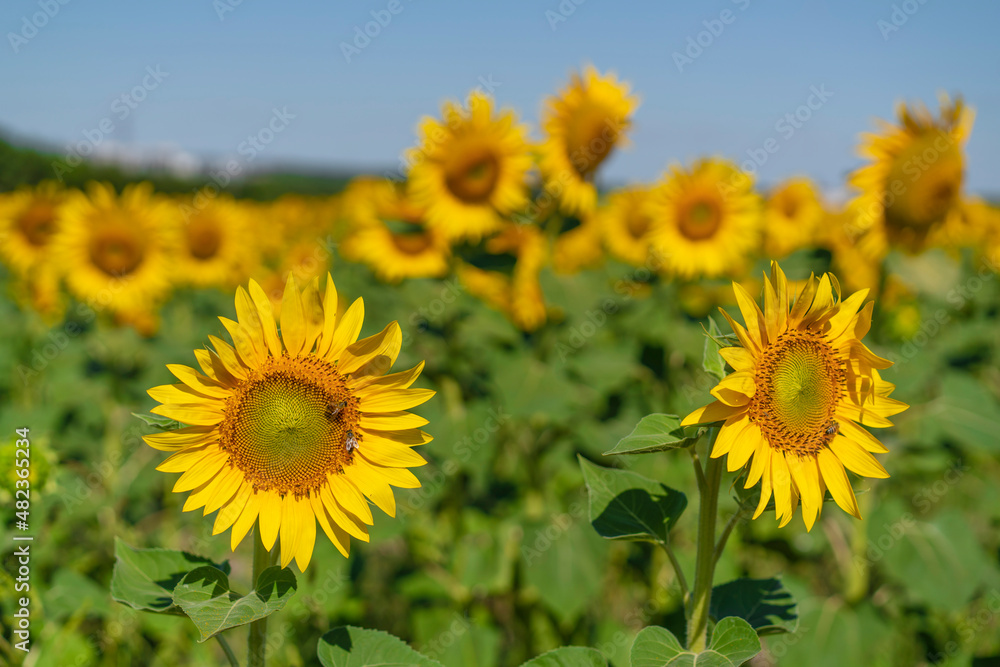 Sunflower against blu sky natural background. Sunflower is blooming. Close-up of agricultural field with yellow sunflower.