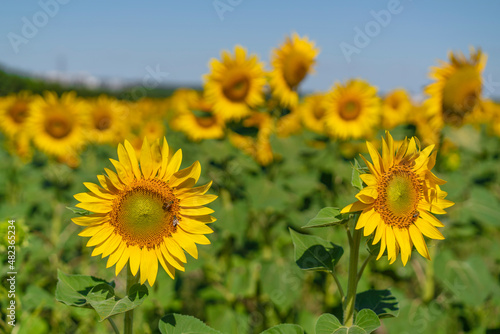 Sunflower against blu sky natural background. Sunflower is blooming. Close-up of agricultural field with yellow sunflower.