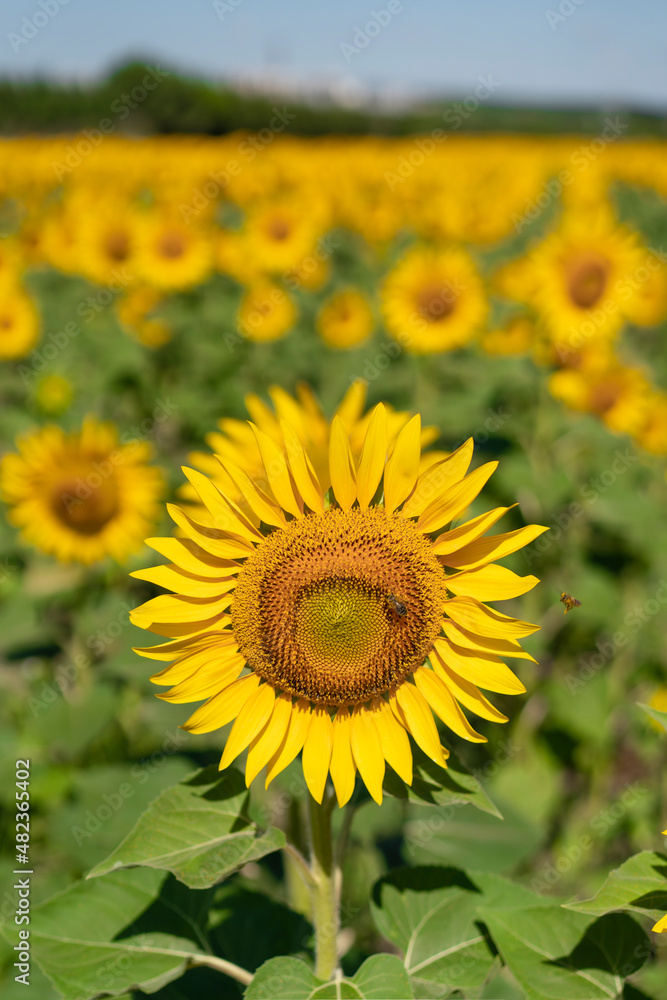 Sunflower against blu sky natural background. Sunflower is blooming. Close-up of agricultural field with yellow sunflower.