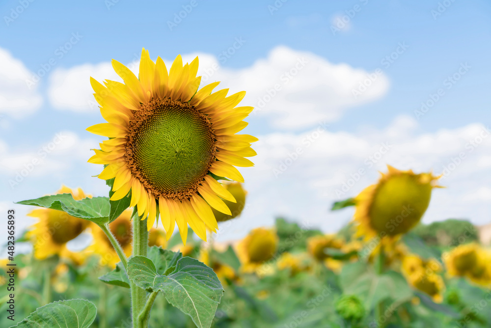 Sunflower against blu sky natural background. Sunflower is blooming. Close-up of agricultural field with yellow sunflower. Sunflower against blu sky natural background. Sunflower is blooming. Close-up of agricultural field with yellow sunflower.