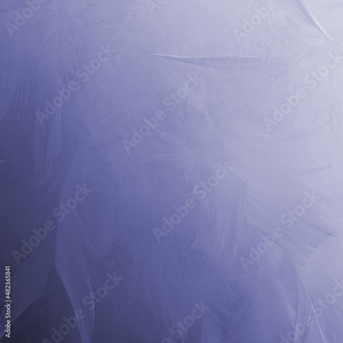 Abstract Very Peri purple color feathers background. Fluffy feather fashion pastel texture.