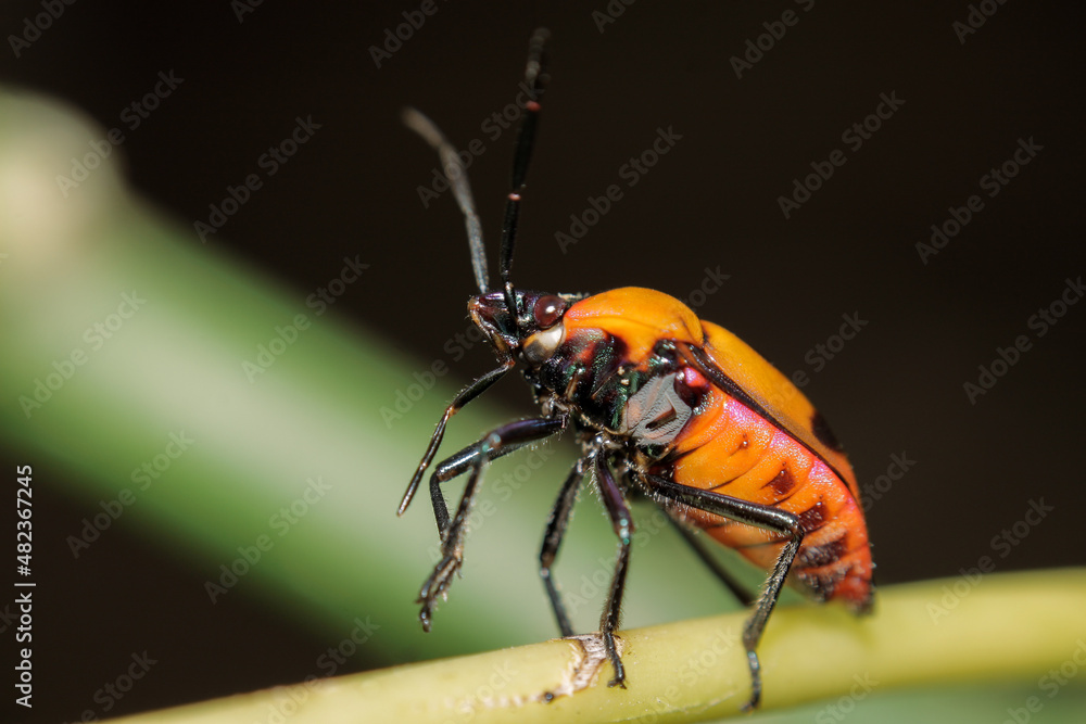 Fototapeta premium bug on a leaf