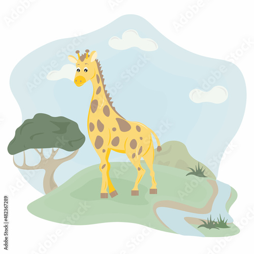 giraffe in the grass