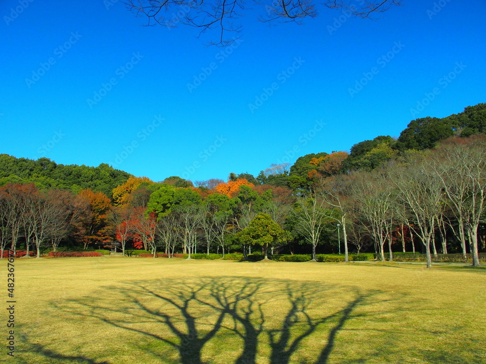 冬の21世紀の森と広場の欅の枯れ木の影を落とす草原と林風景