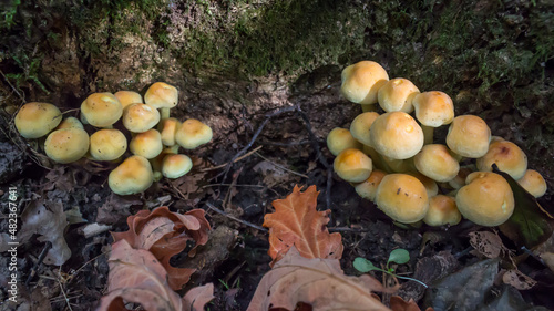 Sulphur Tuft (Hypholoma fasciculare) clumps growing in woodland during early autumn.