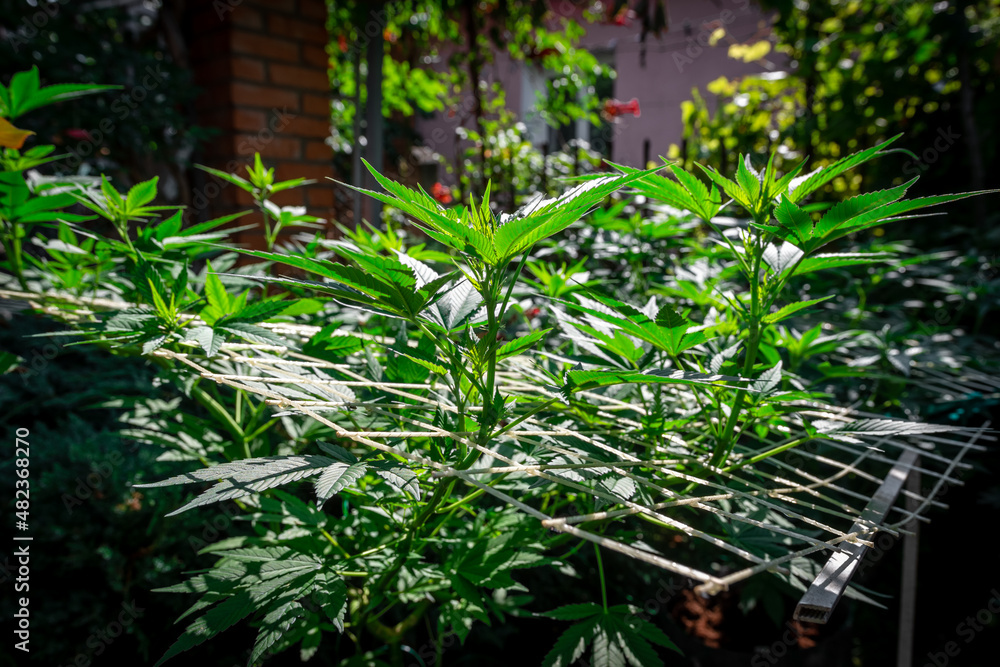 Growing marijuana using the scrog method Growing marijuana using the scrog method