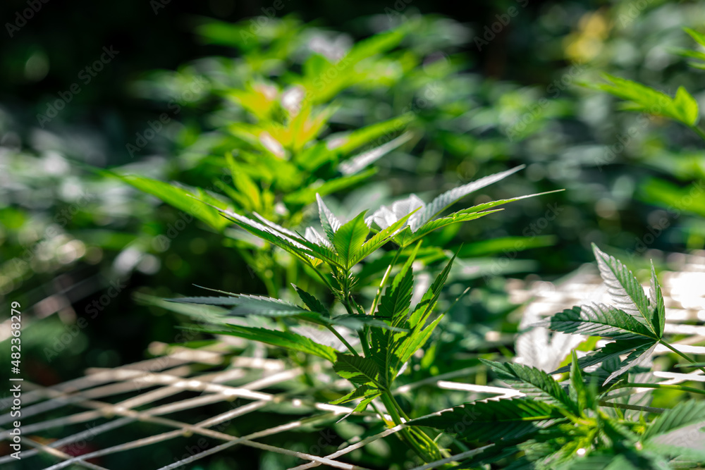 Growing marijuana using the scrog method Growing marijuana using the scrog method