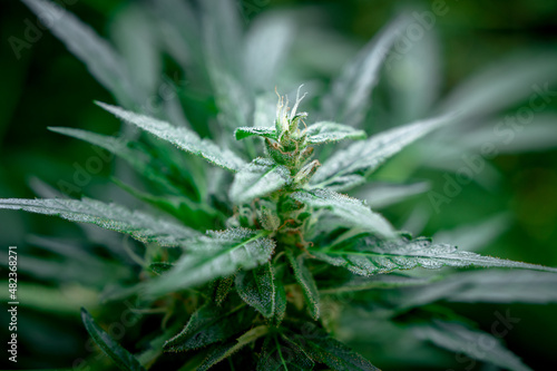 Growing medical marijuana buds outdoors © thomsond