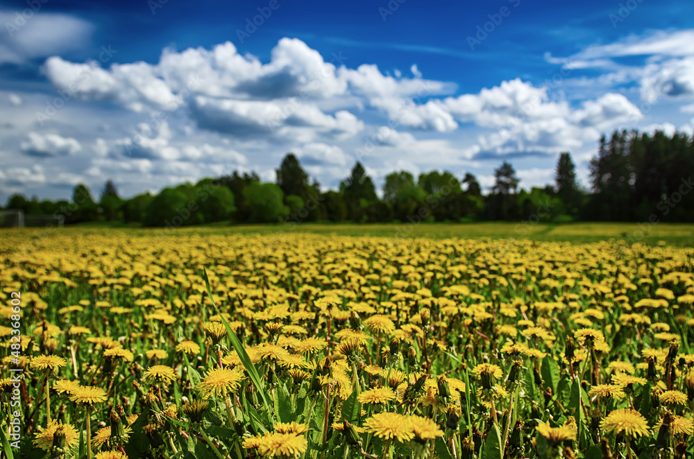 Dandelion flower meadow