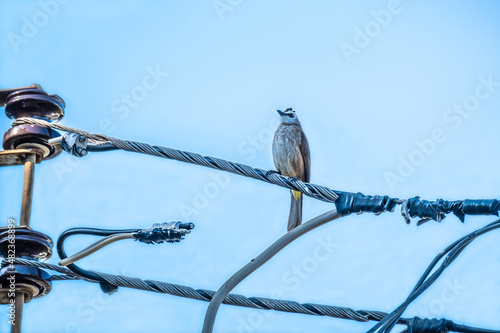 Yellow vented Bulbul (Pycnonotus goiavier) bird on electric cable with blue sky background. photo